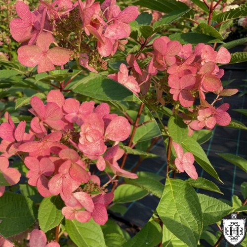 Hydrangea paniculata 'Early Sensation' - Aedhortensia 'Early Sensation' C5/5L